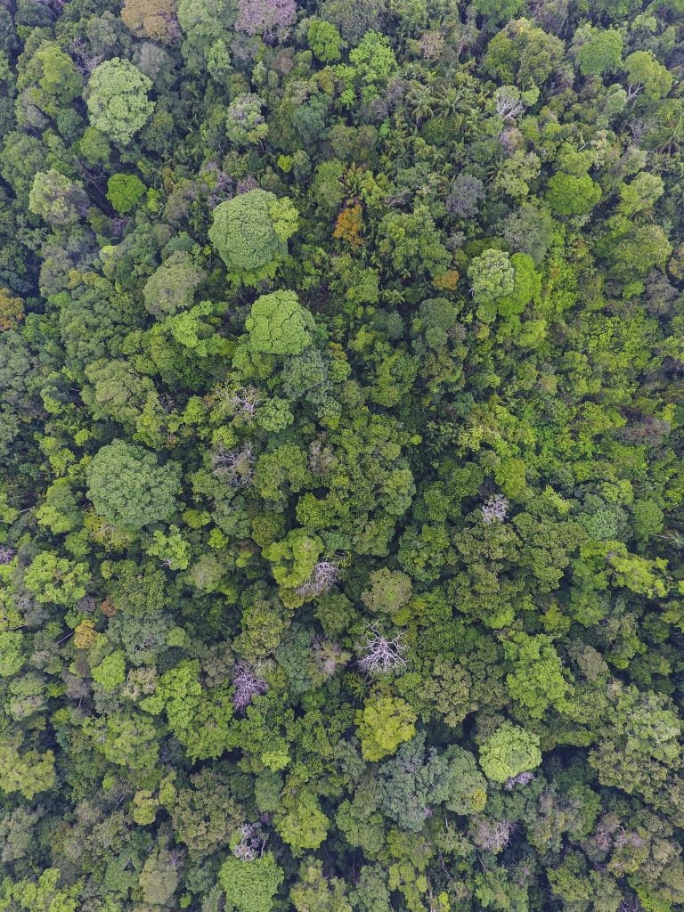 Old Growth Forest Barro Colorado Island Panama