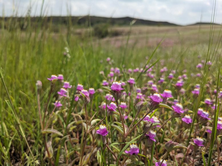 Old Growth Savanna Wildflowers in Maharashtra
