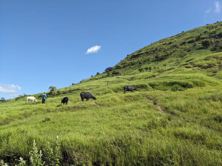 Old Growth Savanna in Western Maharashtra