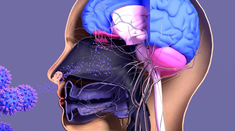 Olfactory System Infection Illustration