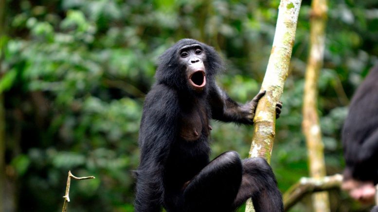 Olive, a First Time Bonobo Mother From the Ekalakala Community, Vocalizes Toward Distant Group Members