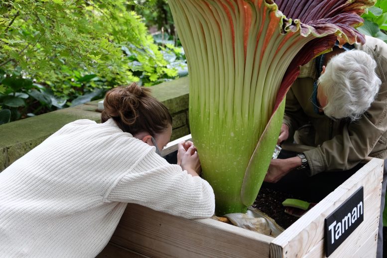 Olivia Murrell Collecting Pollen Samples From a Corpse Flower