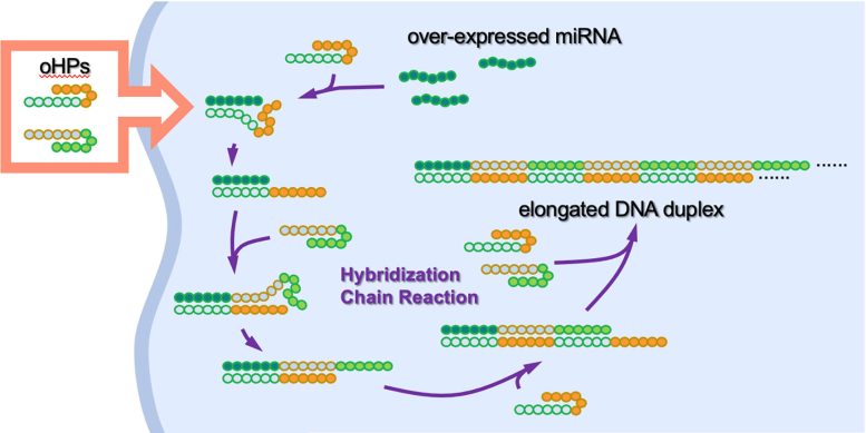 Oncolytic DNA Hairpin Pairs Introduced to the Cancer Cell