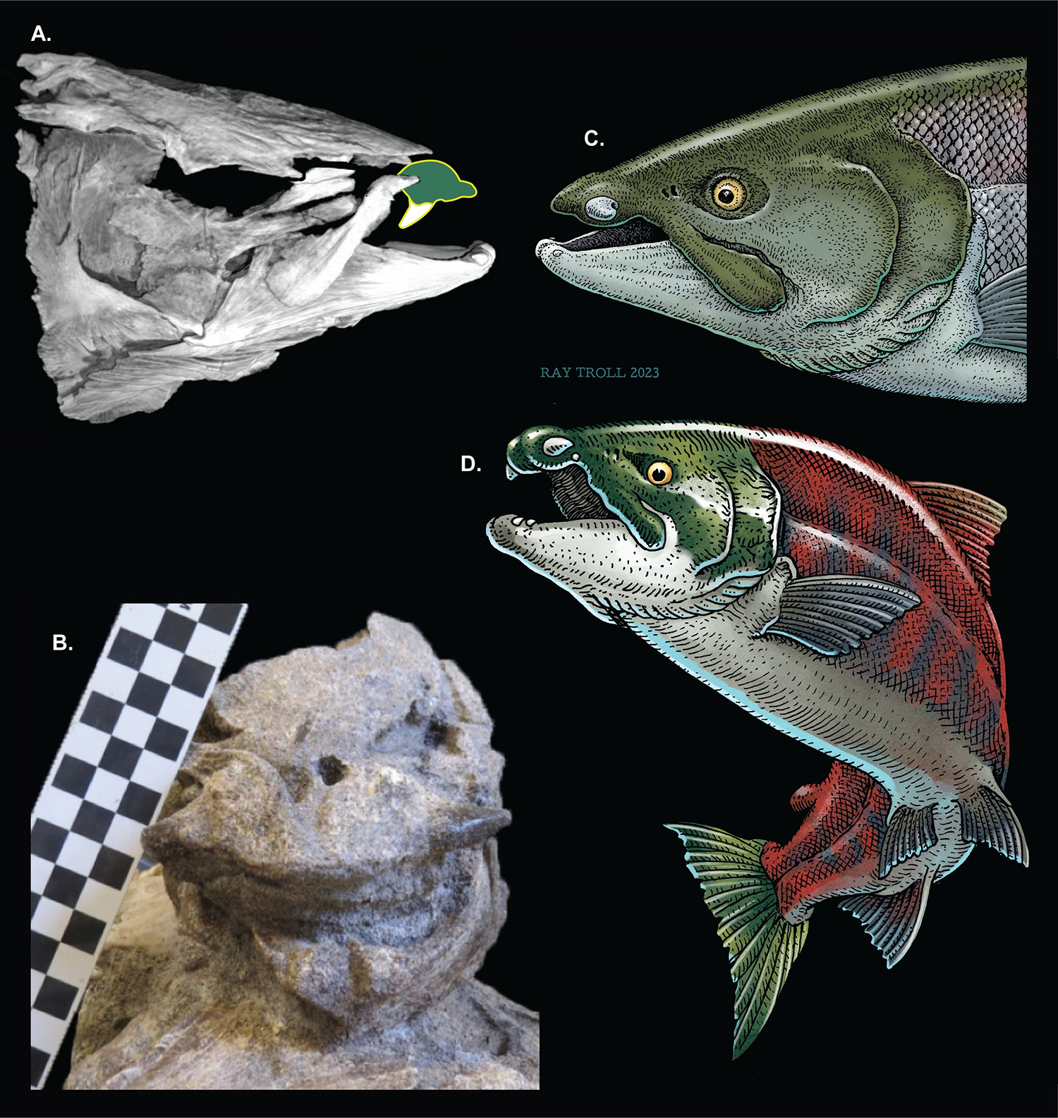 Los científicos han descubierto un salmón prehistórico gigante con dientes en forma de colmillos
