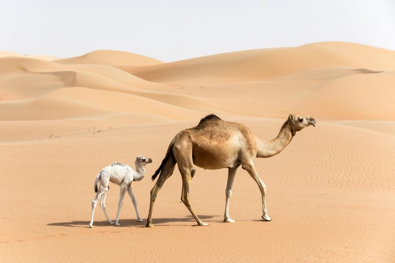 One-Humped Camels