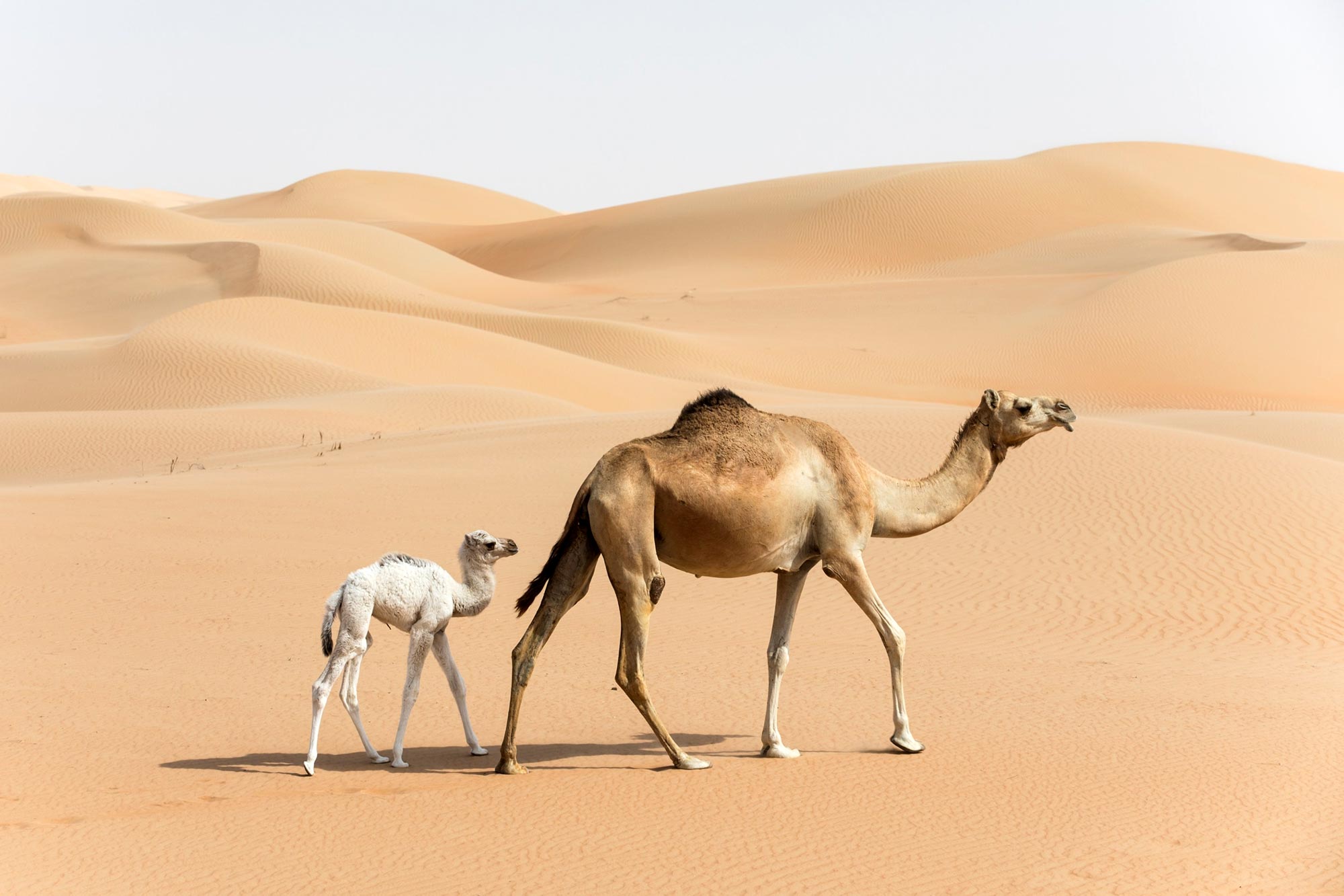 Coping With Extremes: How the One-Humped Arabian Camel Survives Without Dri...