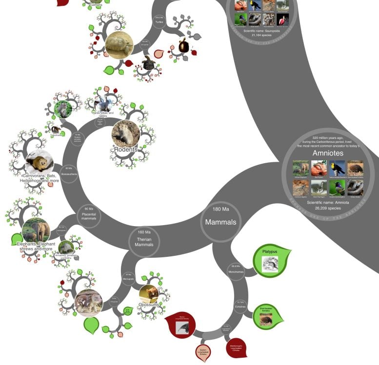 OneZoom Tree of Life Explorer Amniotes