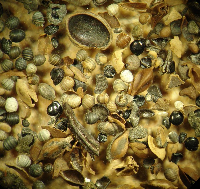 Oospores of Stoneworts