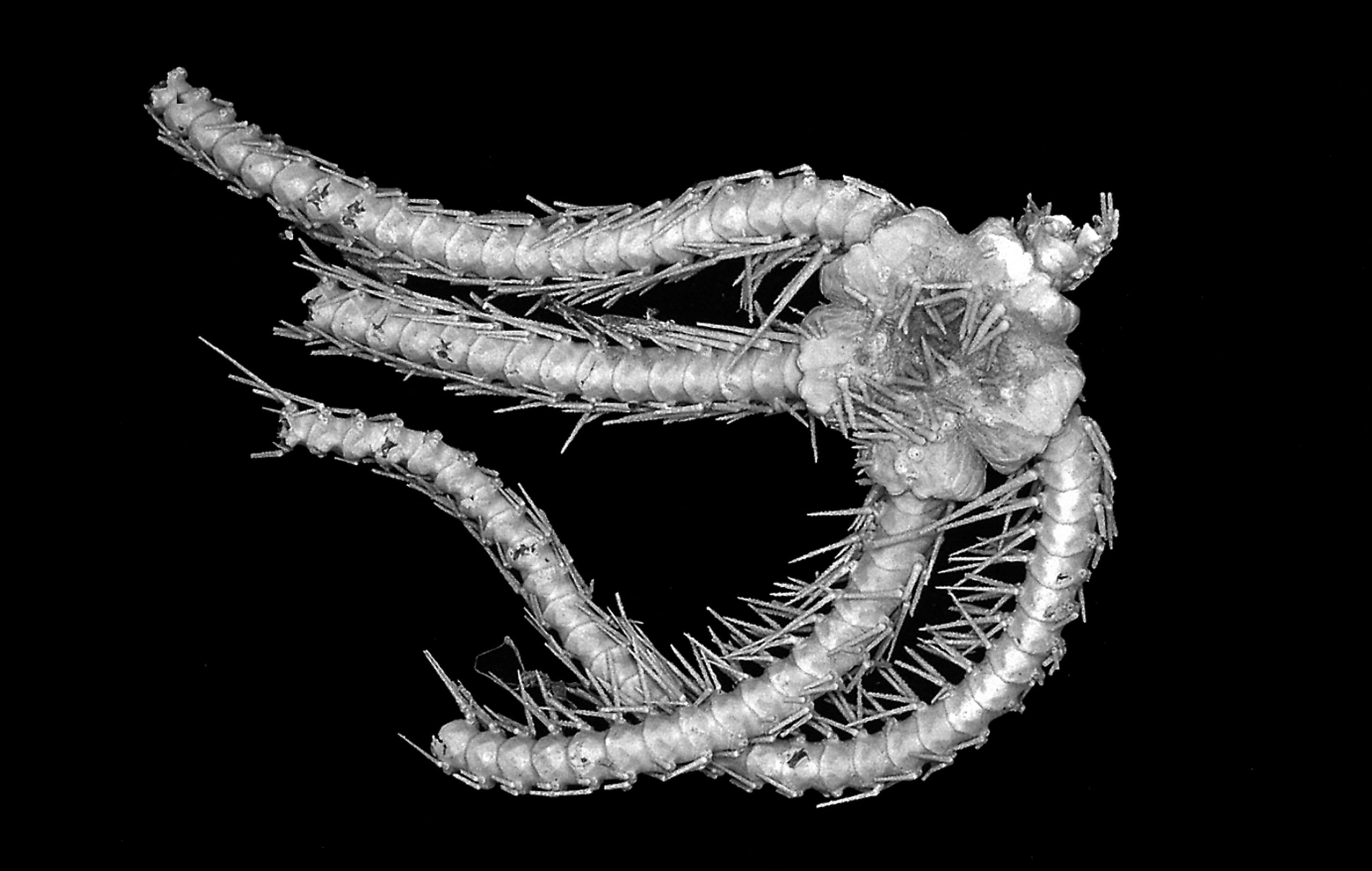 New Species of Cretaceous Brittle Star Discovered in Stroke of Luck