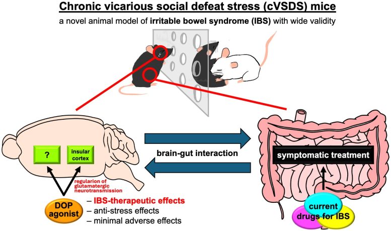 Opioid Delta Receptor Agonists Alleviate Stress Induced IBS Symptoms