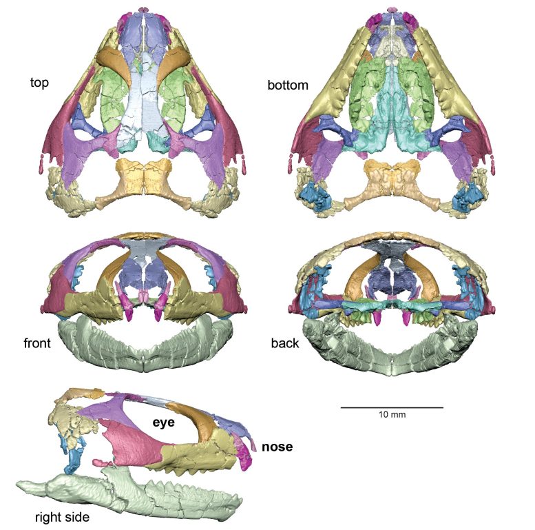 Opisthiamimus gregori Skull