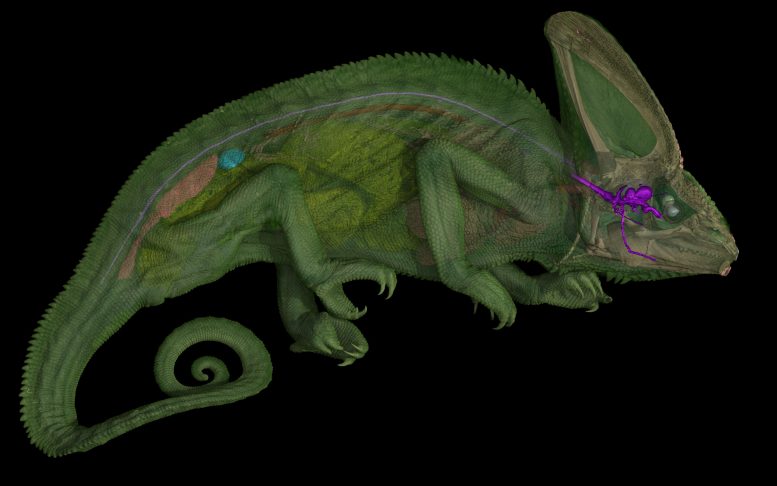 Optic Nerves Chameleons
