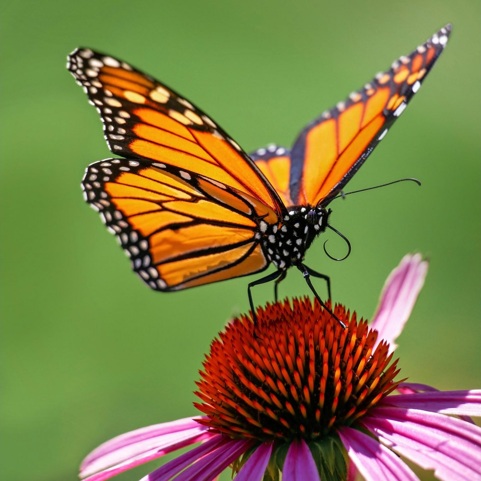 Why Is the Eastern Monarch Butterfly Disappearing? Is There Something