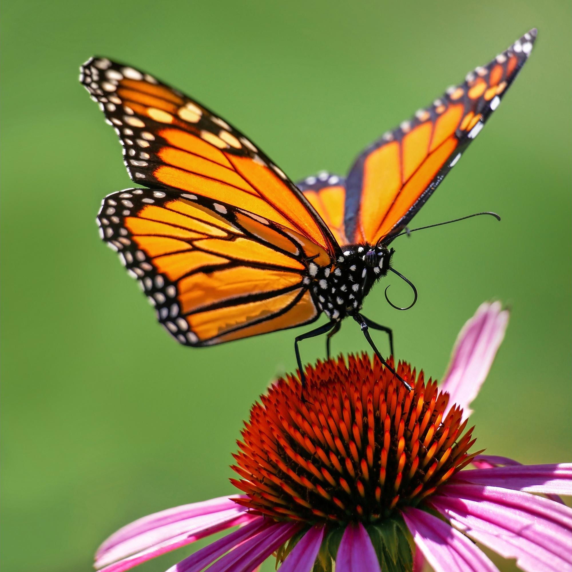 Why Is the Eastern Monarch Butterfly Disappearing? Is There Something We Can Do About It? - SciTechDaily