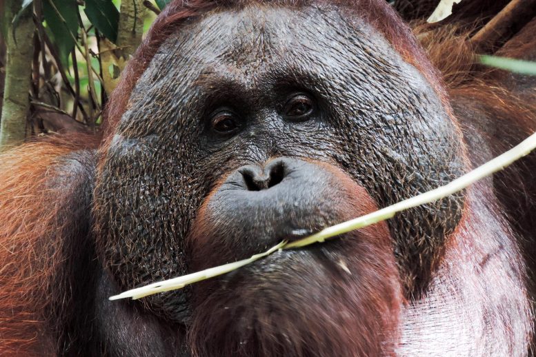 Orangutan on Borneo