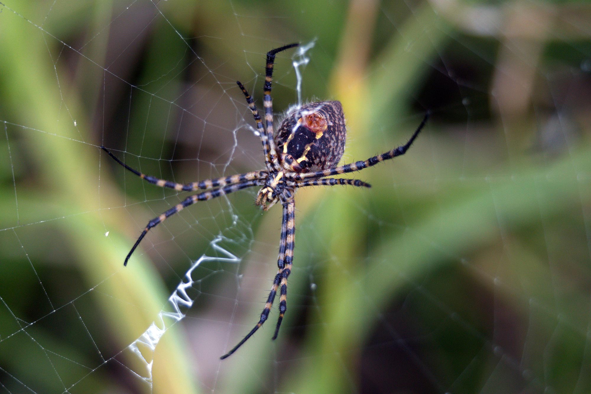 Adezivul păianjen al lui Orb Weaver are o evoluție genetică