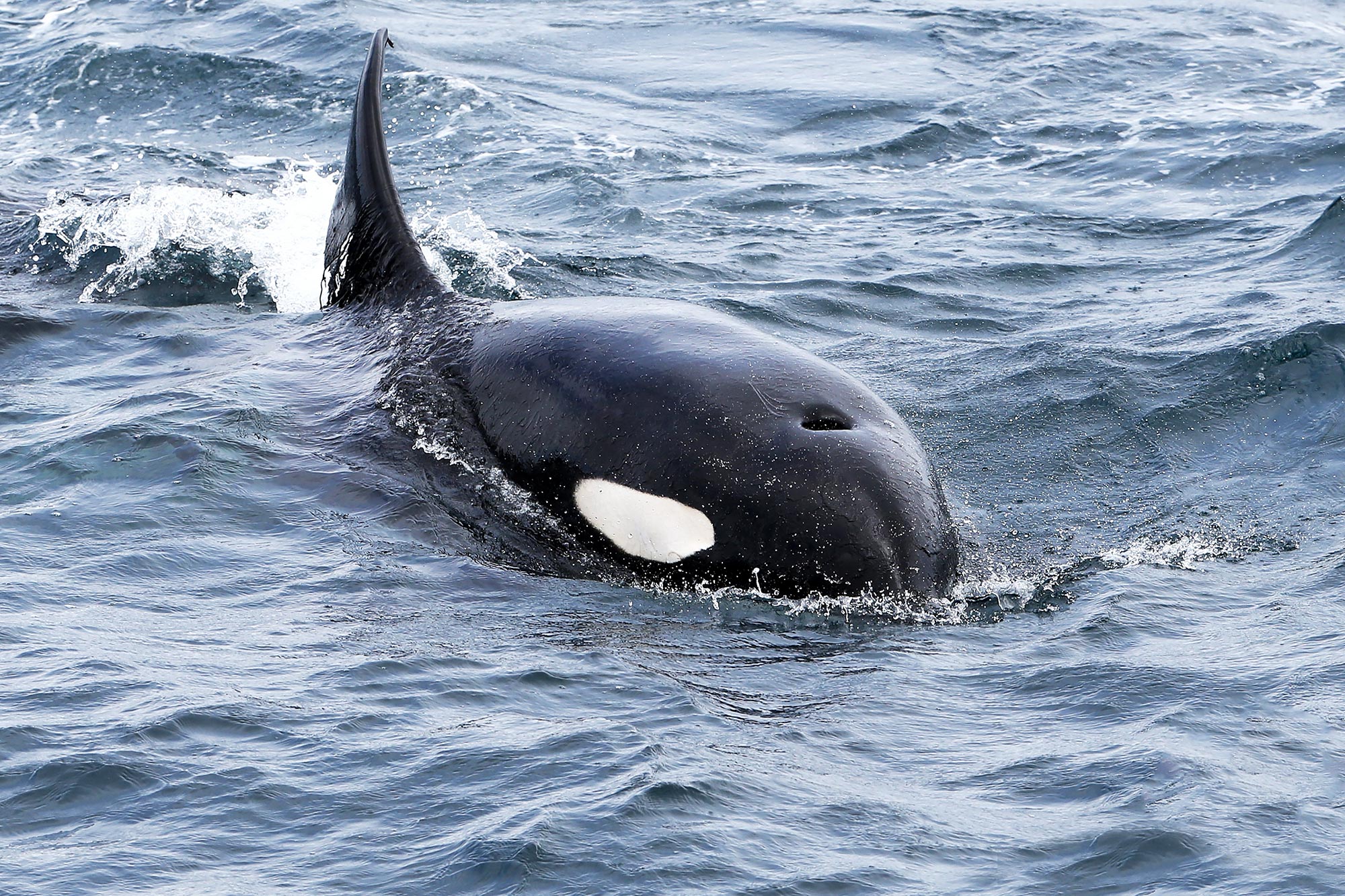 Social Secrets of Killer Whales Revealed by Drone Footage ...