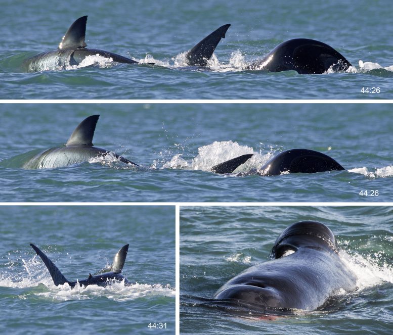 Orca Predation Timeline
