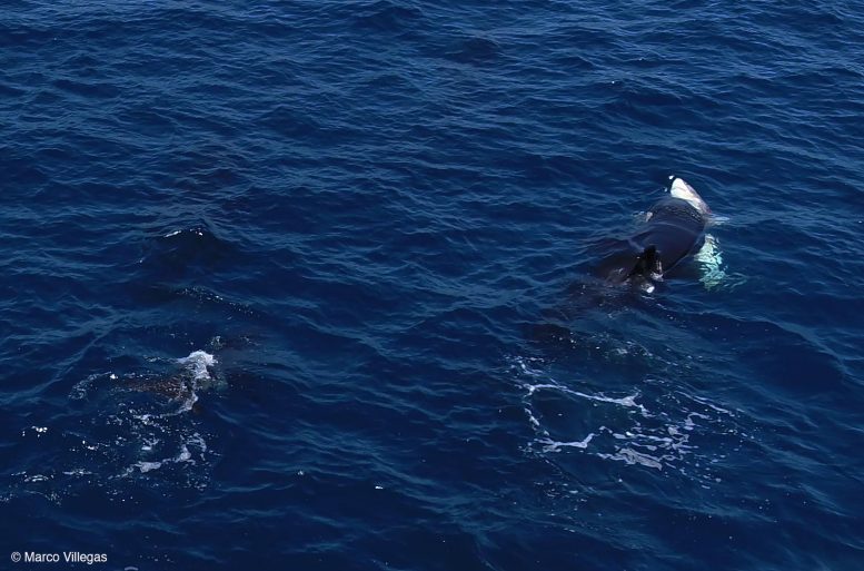 Orca Strikes Shark in Belly