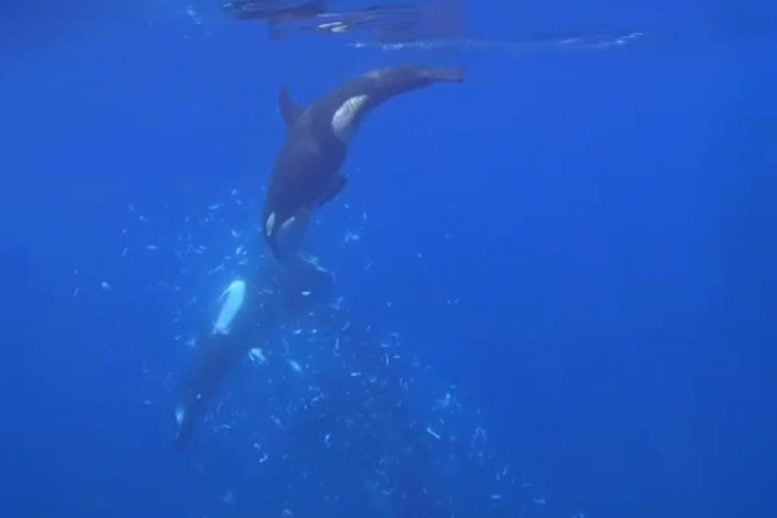 Orcas Exploding Fish