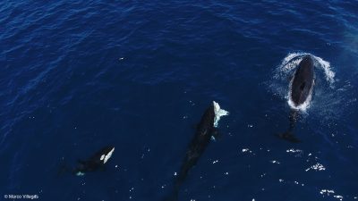 Orcas Outsmart Great White Sharks With Stunning Hunting Strategy
