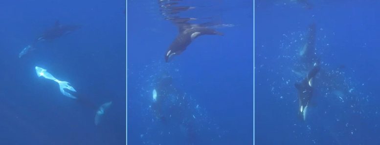 Orcas Ramming Sunfish