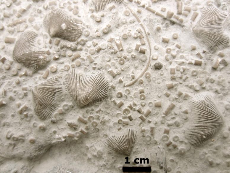 Fósiles de afloramiento del período Ordovícico
