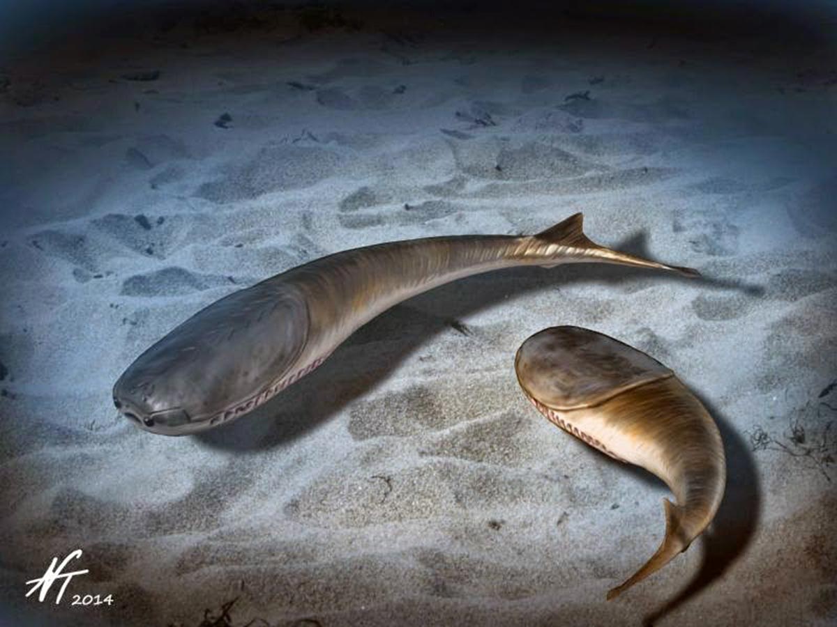 How a Global Freeze 445 Million Years Ago Changed Life Forever