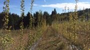 Oregon Poplar Plantation