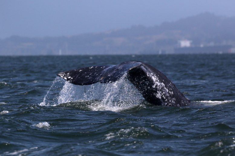 Oreo Whale Swimming in Central San Francisco Bay