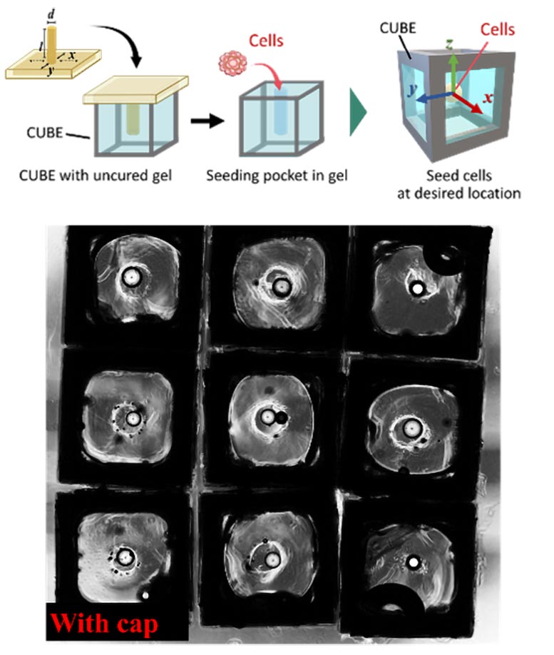 Organoid Cube System Cell Seeding Control
