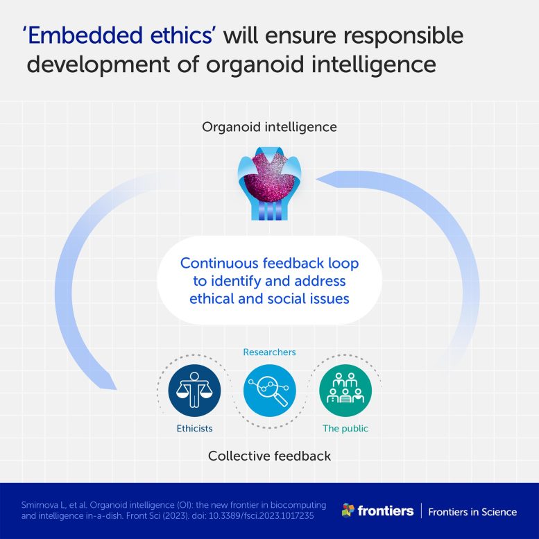 Organoid Intelligence Embedded Ethics Infographic