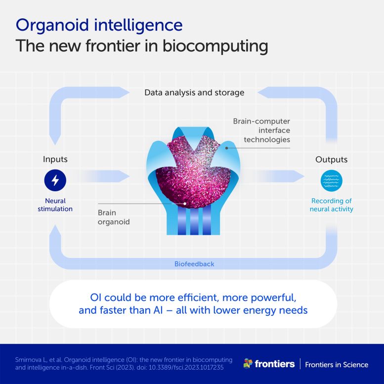 Organoid Intelligence Infographic