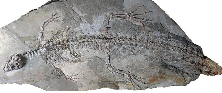 Original Fossil Skeleton of Montsecosuchus