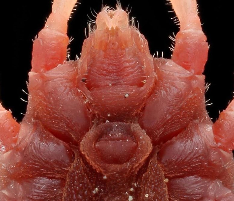 Ornithodoros turicata