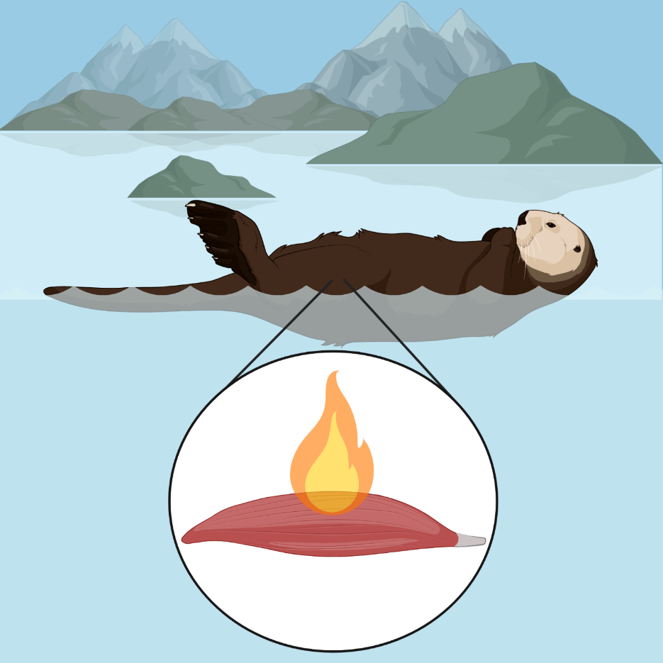 Respiration - Sea Otters