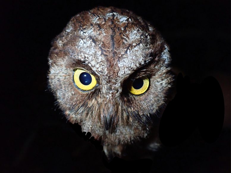Otus bikegila Owl