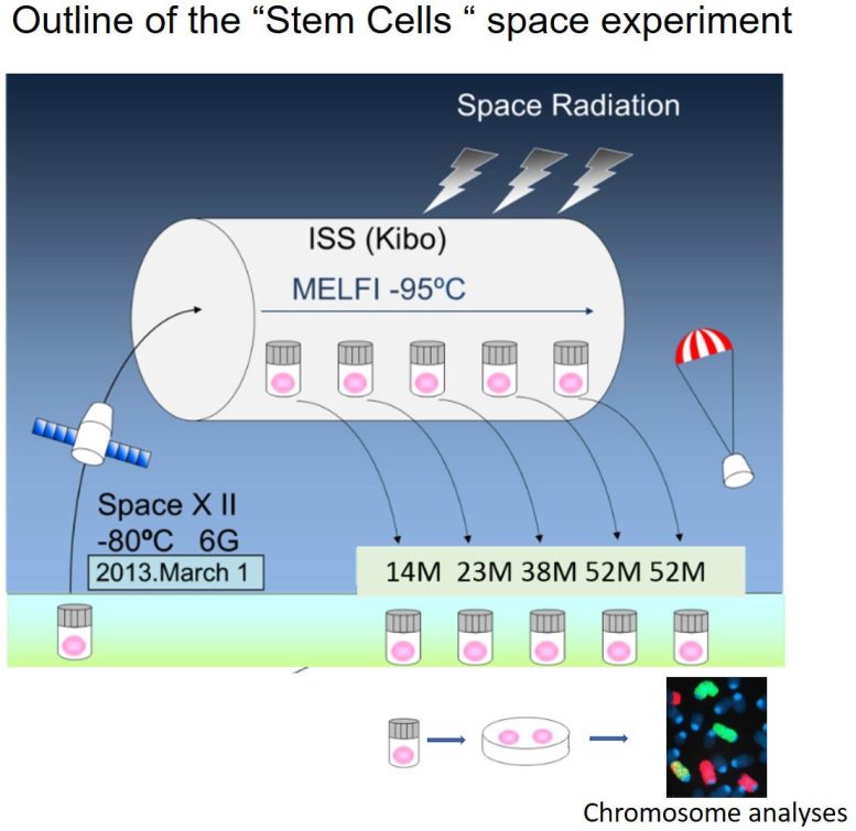 Outline of the “Stem Cells” Space Experiment