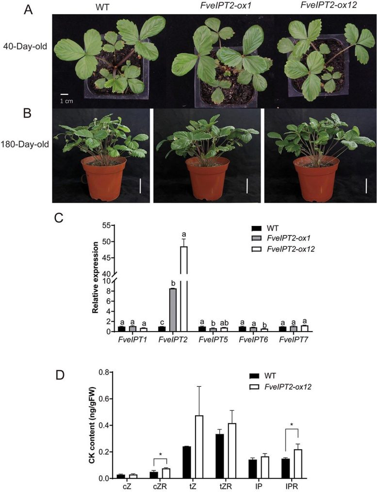 Overexpression of 35S::FveIPT2 in Strawberry