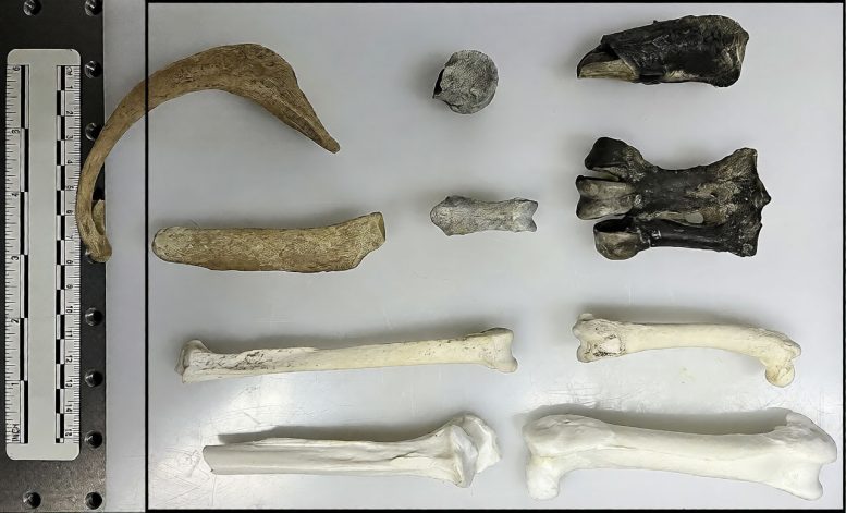 Overview of the Fossil Specimens and the µ XRF Scanning Area