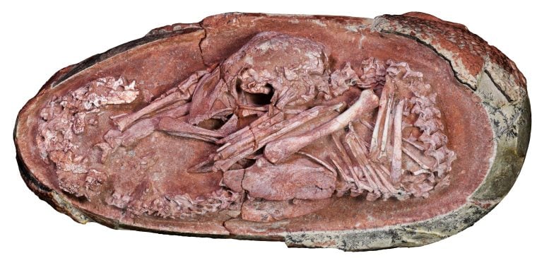 Έμβρυο Οβιραπτορόσαυρου 