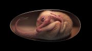Oviraptorosaur Embryo Reconstruction