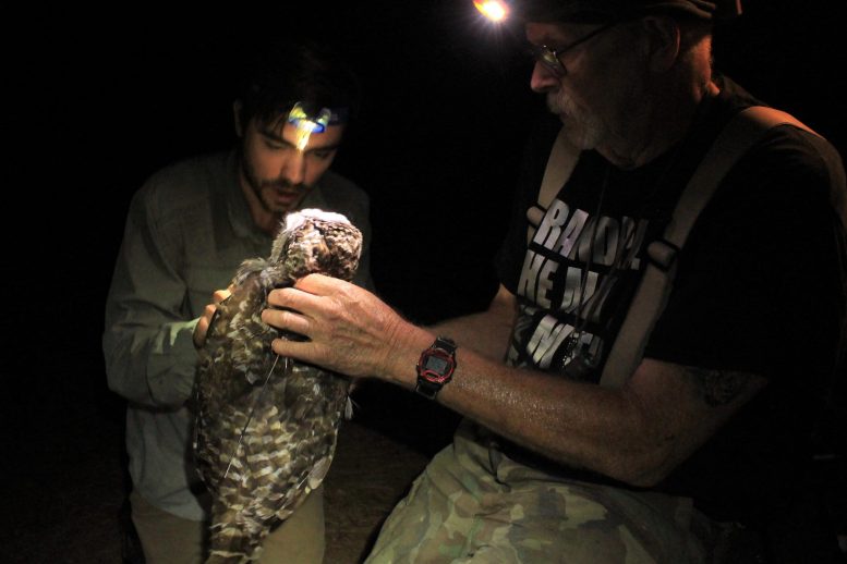 Owl Being Fitted with GPS Tag