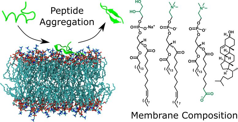 Oxidised Model Membranes Have Different Effects on Peptide Fibril Formation