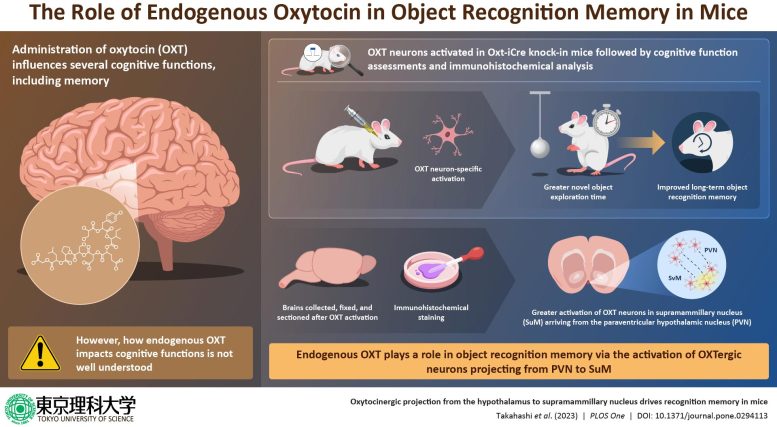 Oxytocin Neurons Supramammillary Nucleus Drives Object Recognition Memory