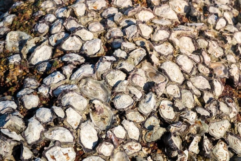 After Centuries of Destruction, Scientists Have Figured Out How To Best Restore Oyster Reefs