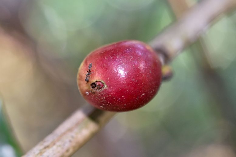 P. elongatus in fruit