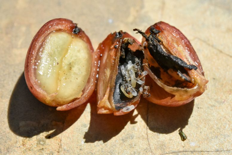 P. elongatus nest in fruit