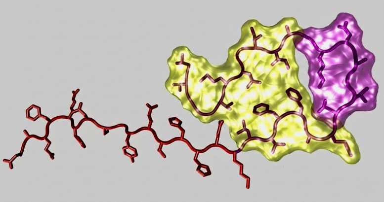 P3 Peptide