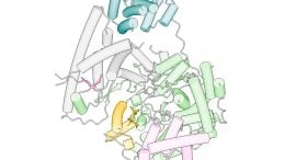 POLRMT-Inhibitor Complex